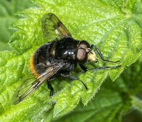 Foranderlig humlesvirreflue